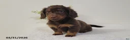 Miniature Dachshund dogs for sale: Brownie - Ad 2
