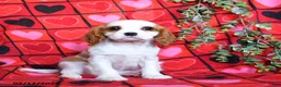 Cavalier King Charles Spaniel dogs for sale: Cupid - Ad 3