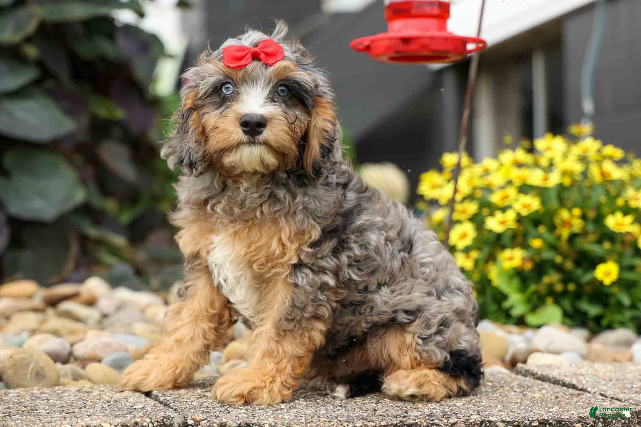 Cavapoo dogs Leo 🐾 - Ad 1