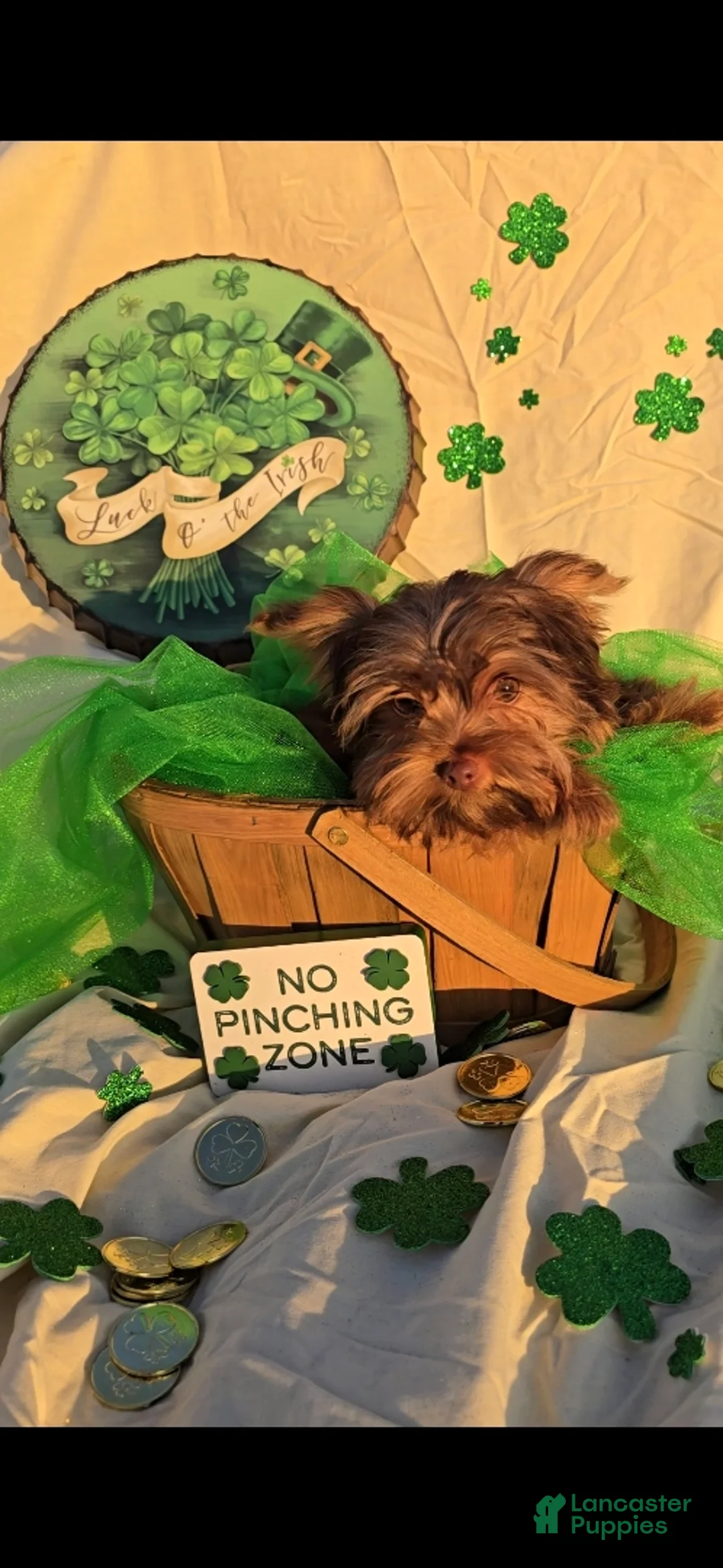 Yorkshire Terrier dogs for sale: Smaller Male Puppy - Ad 2