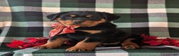 Rottweiler dogs for sale: Astro - Ad 4