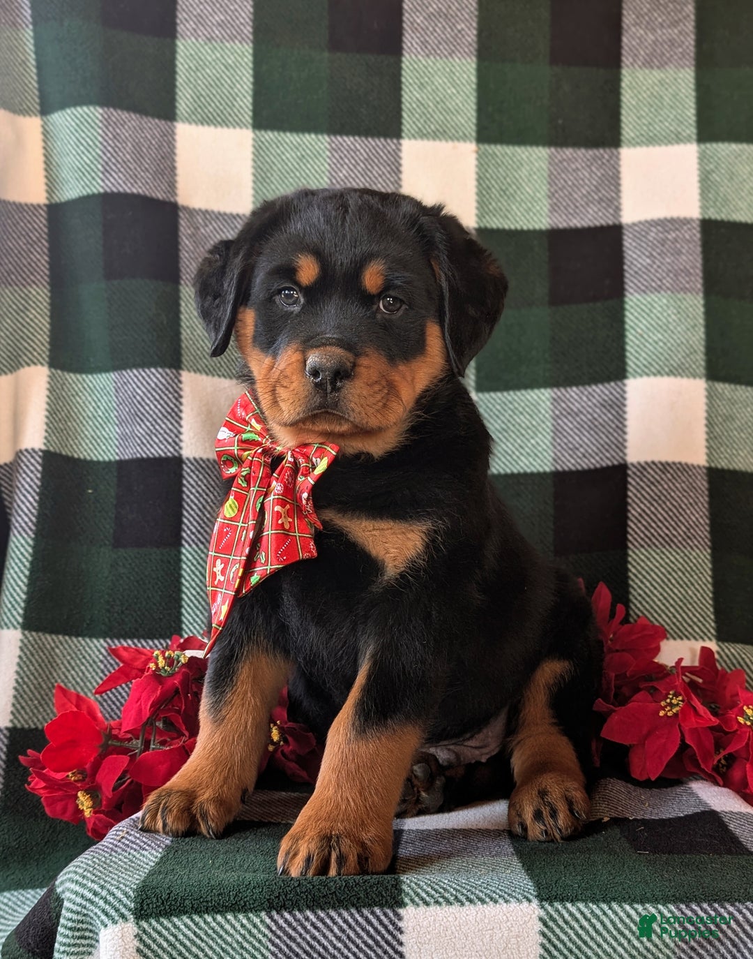 Rottweiler dogs for sale: Astro - Ad 4
