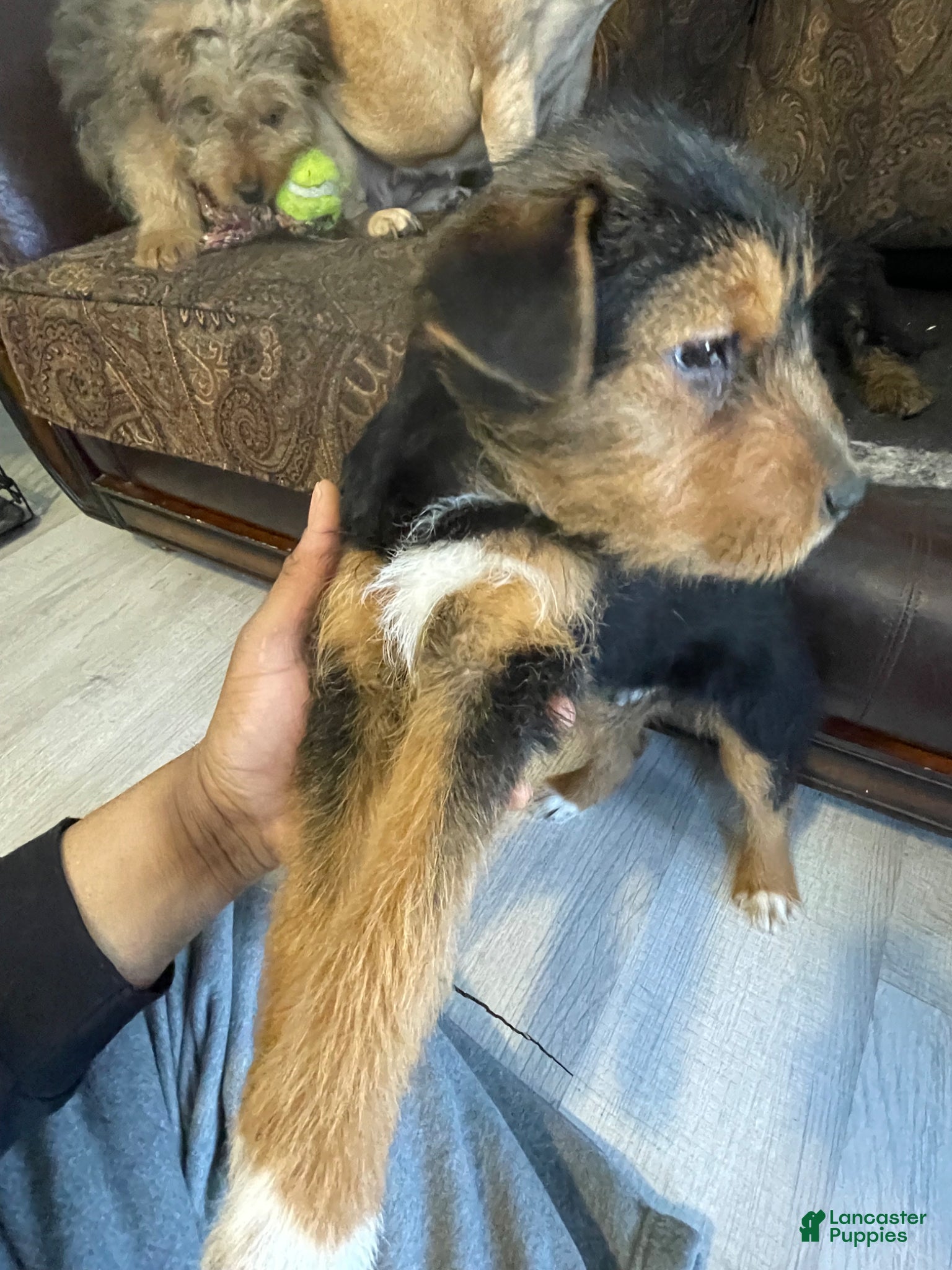 Mixed Breed dogs Mixed Breed Puppy 1 - Ad 5