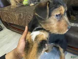 Mixed Breed dogs Mixed Breed Puppy 1 - Ad 5