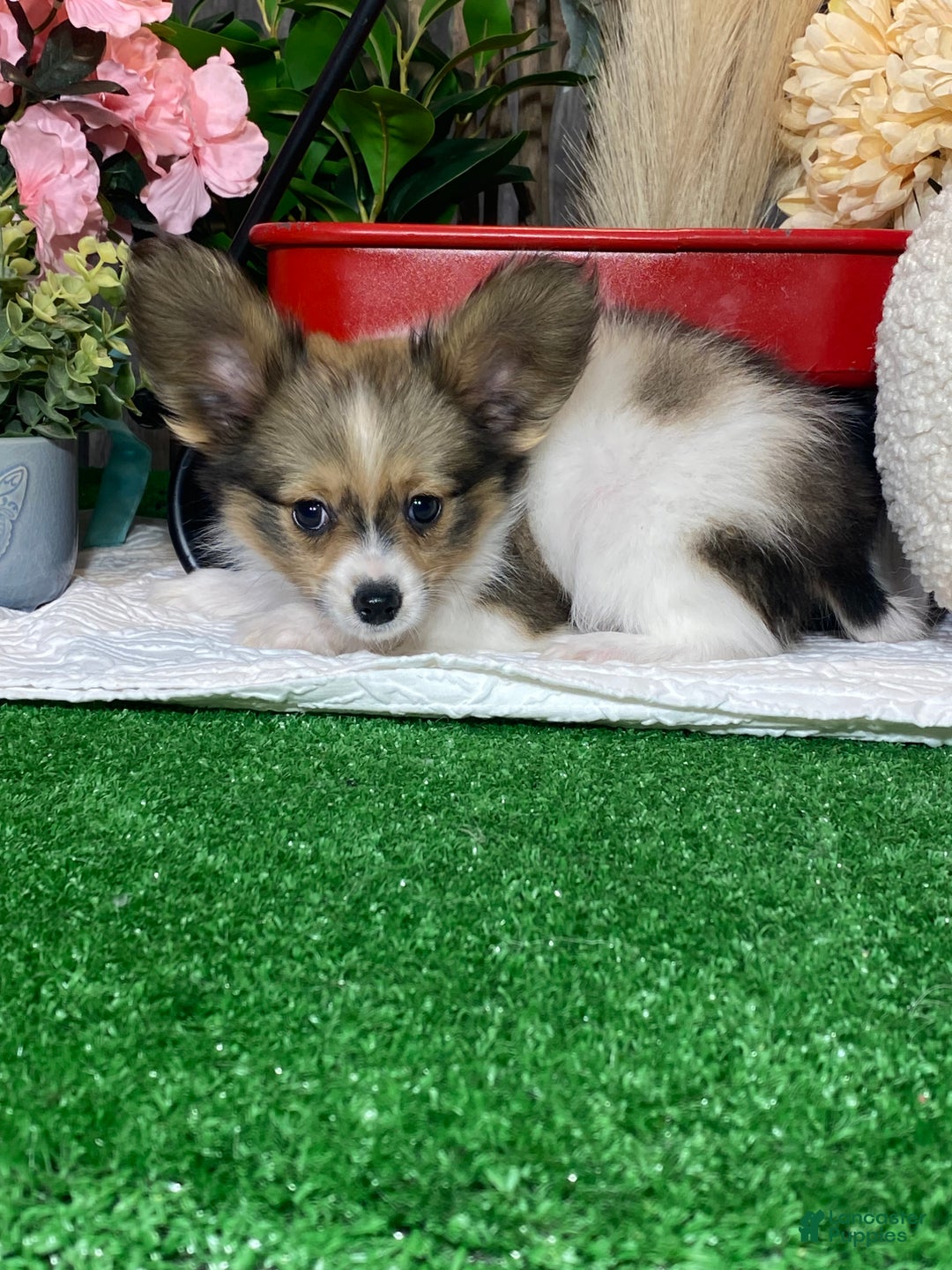Papillon dogs for sale: Rascal  - Ad 3