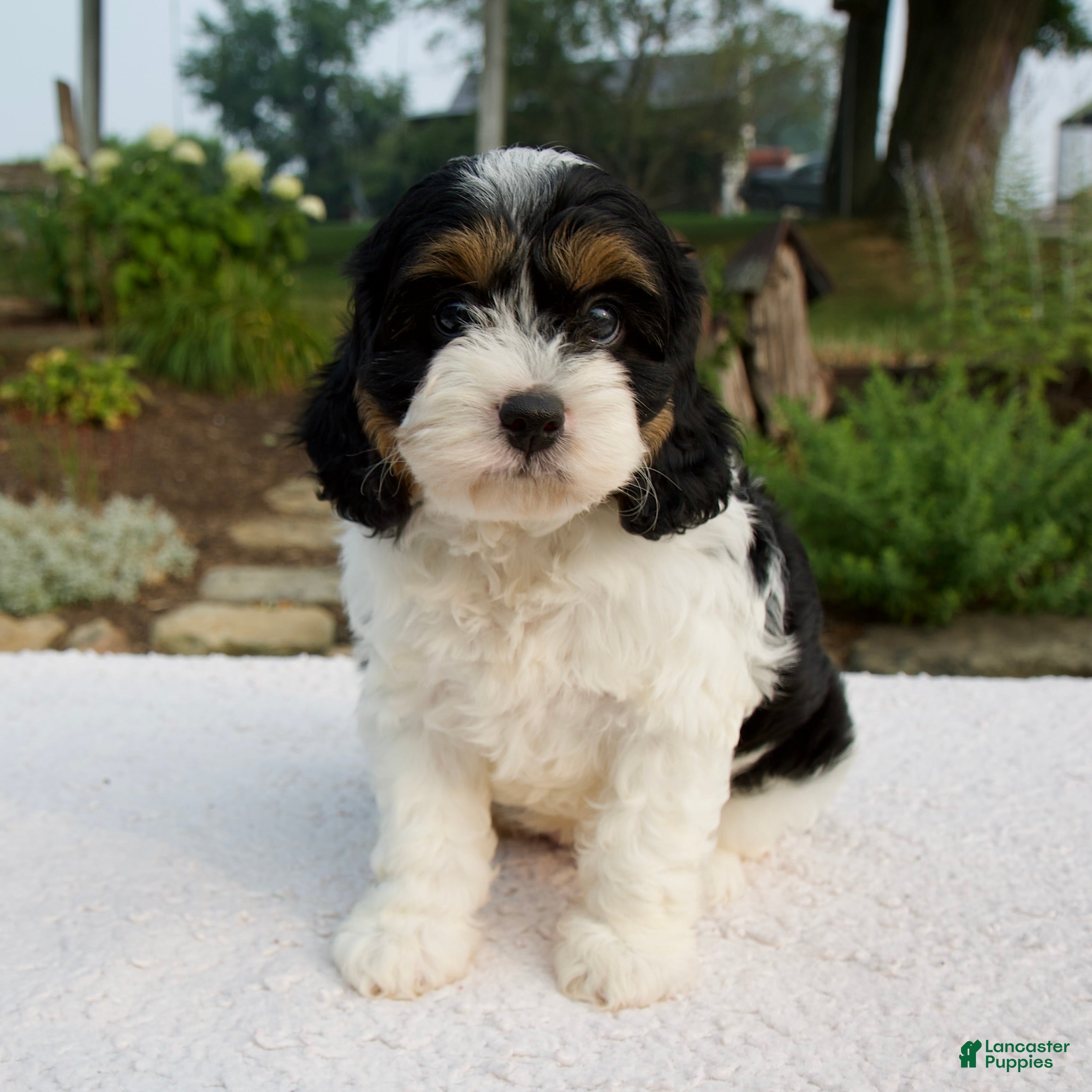 Cavapoo dogs Irena - Ad 1