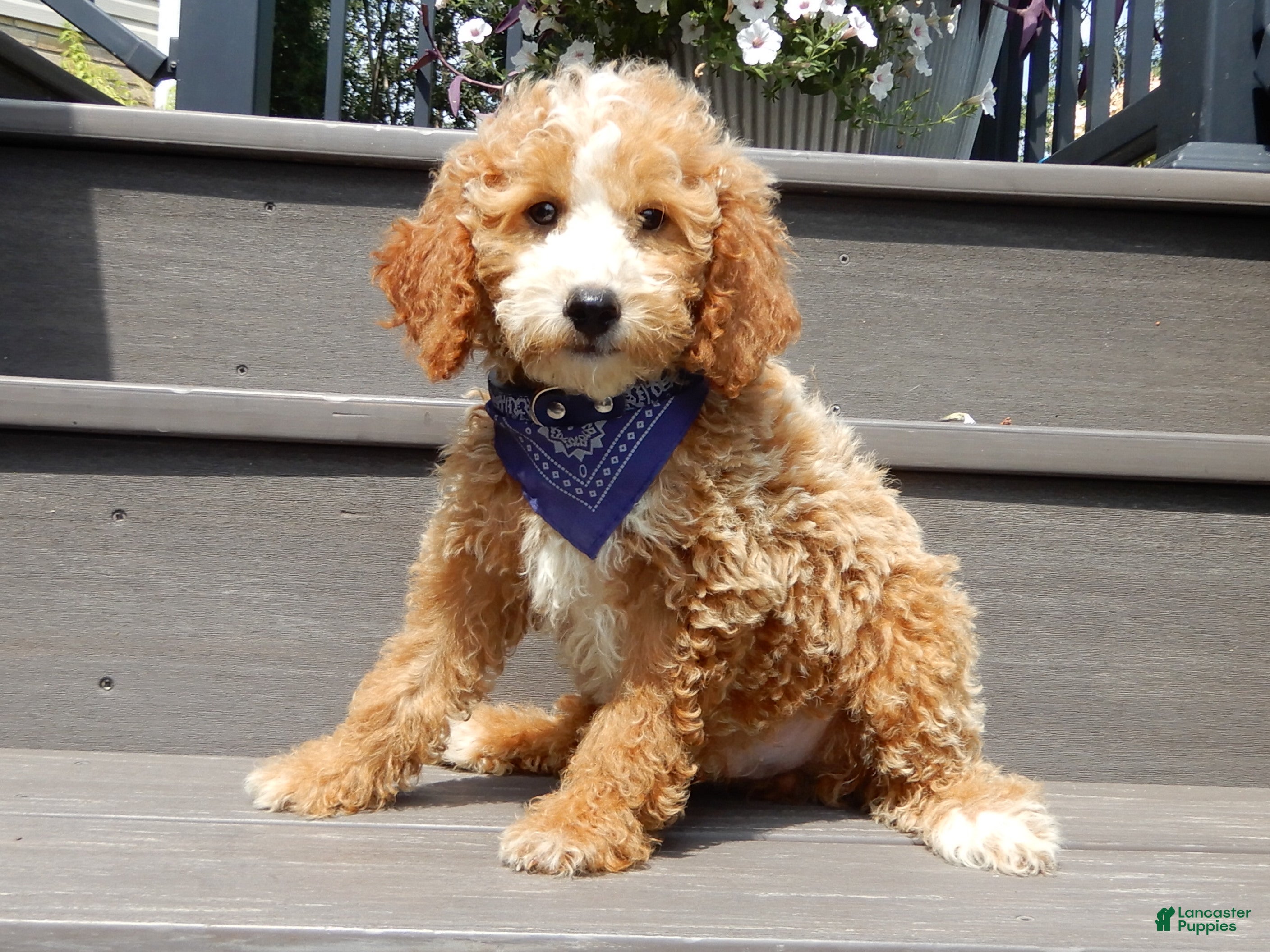 Mini Goldendoodle dogs Brody - Ad 1