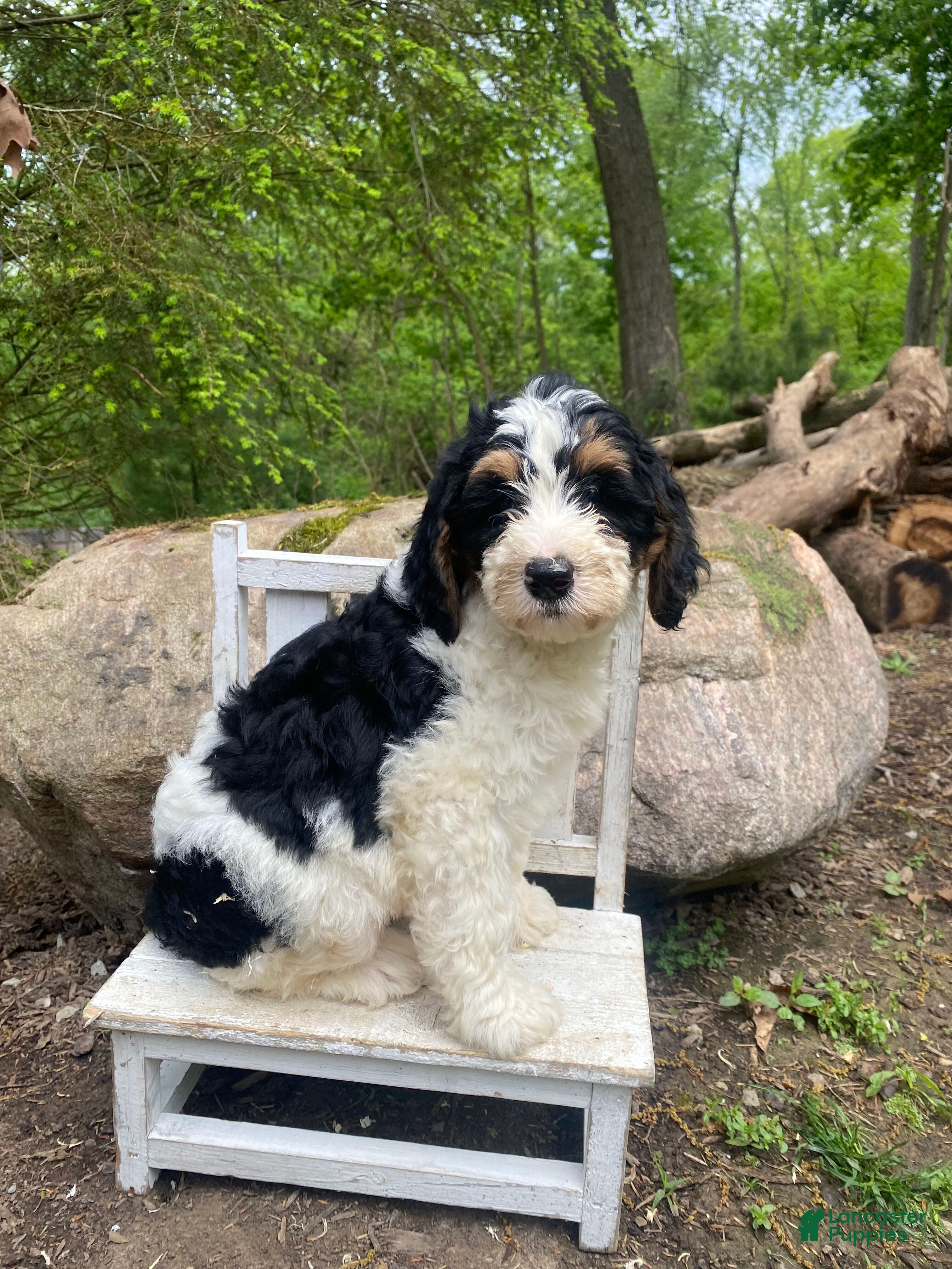 Mini Bernedoodle dogs Scooby - Ad 2