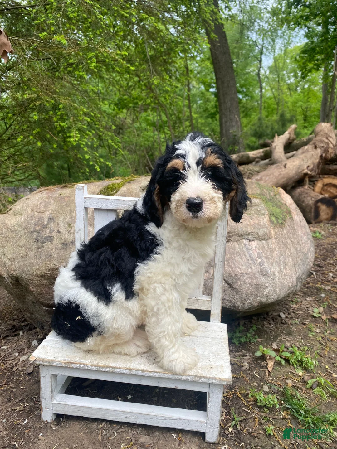 Bernedoodle dogs for sale: Scooby - Ad 1