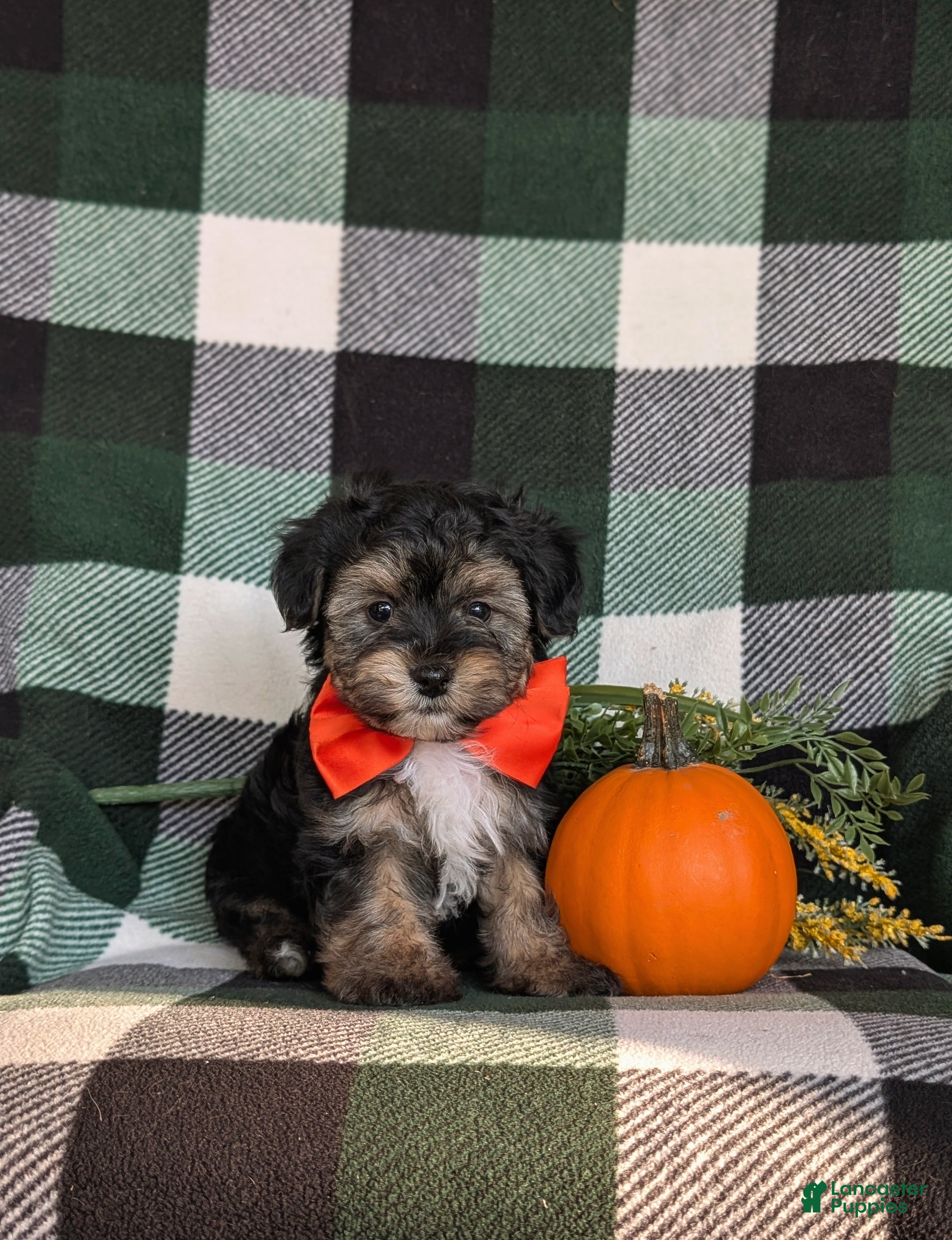 Yorkiepoo dogs for sale: Dublin 7 lbs Full Grown - Ad 2