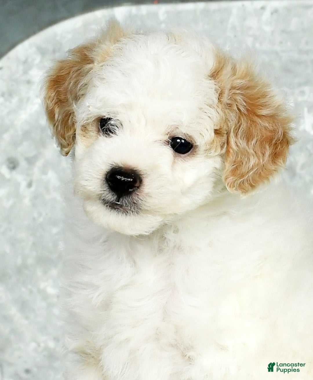 Toy Poodle dogs for sale: Kody Toy - Ad 9