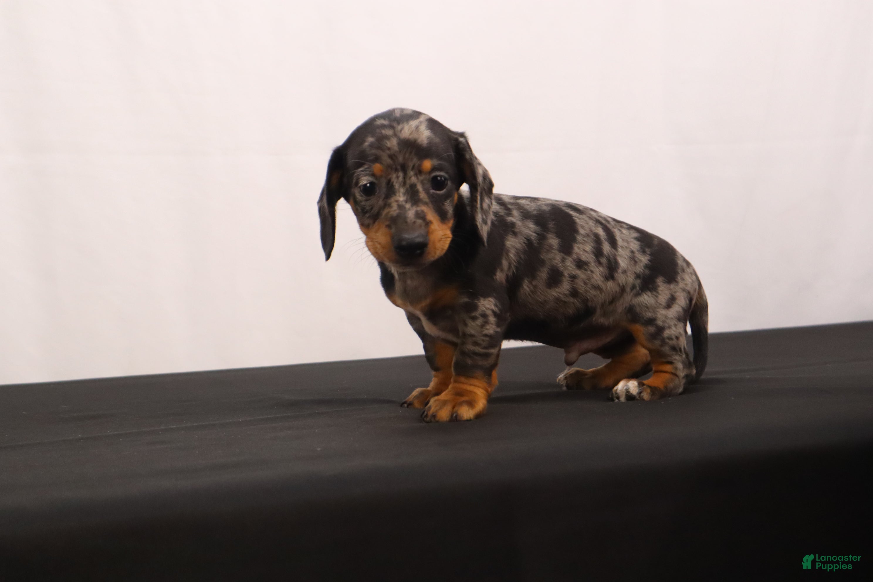 Dachshund dogs Fido - Ad 2