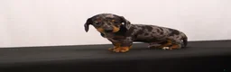 Dachshund dogs for sale: Fido - Ad 2