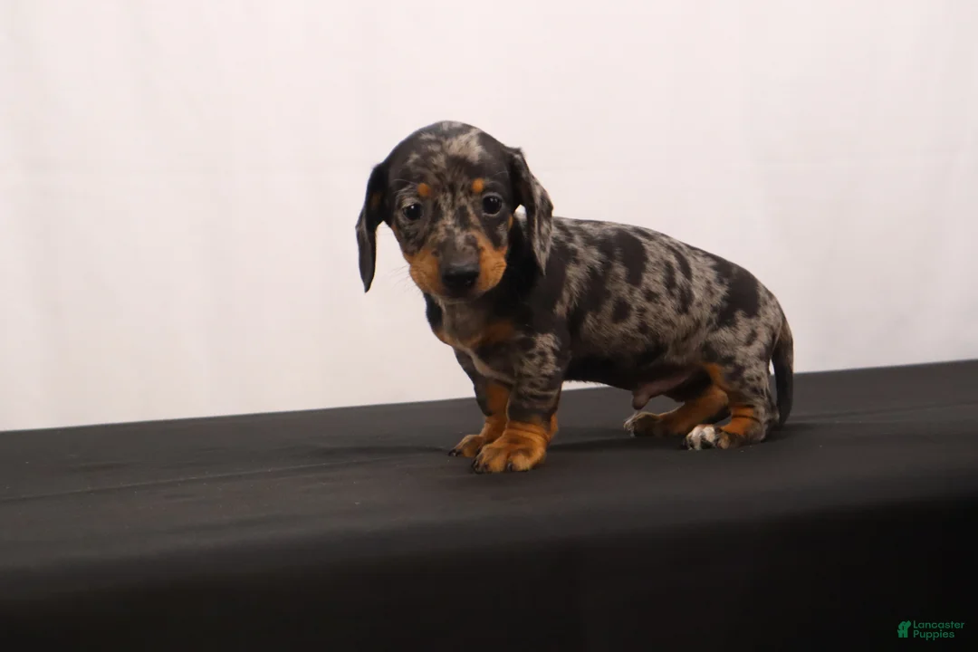 Dachshund dogs for sale: Fido - Ad 2