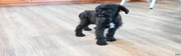 Mixed Breed dogs for sale: Echo - Ad 1