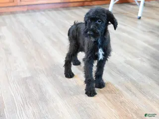 Mixed Breed dogs for sale: Echo - Ad 1