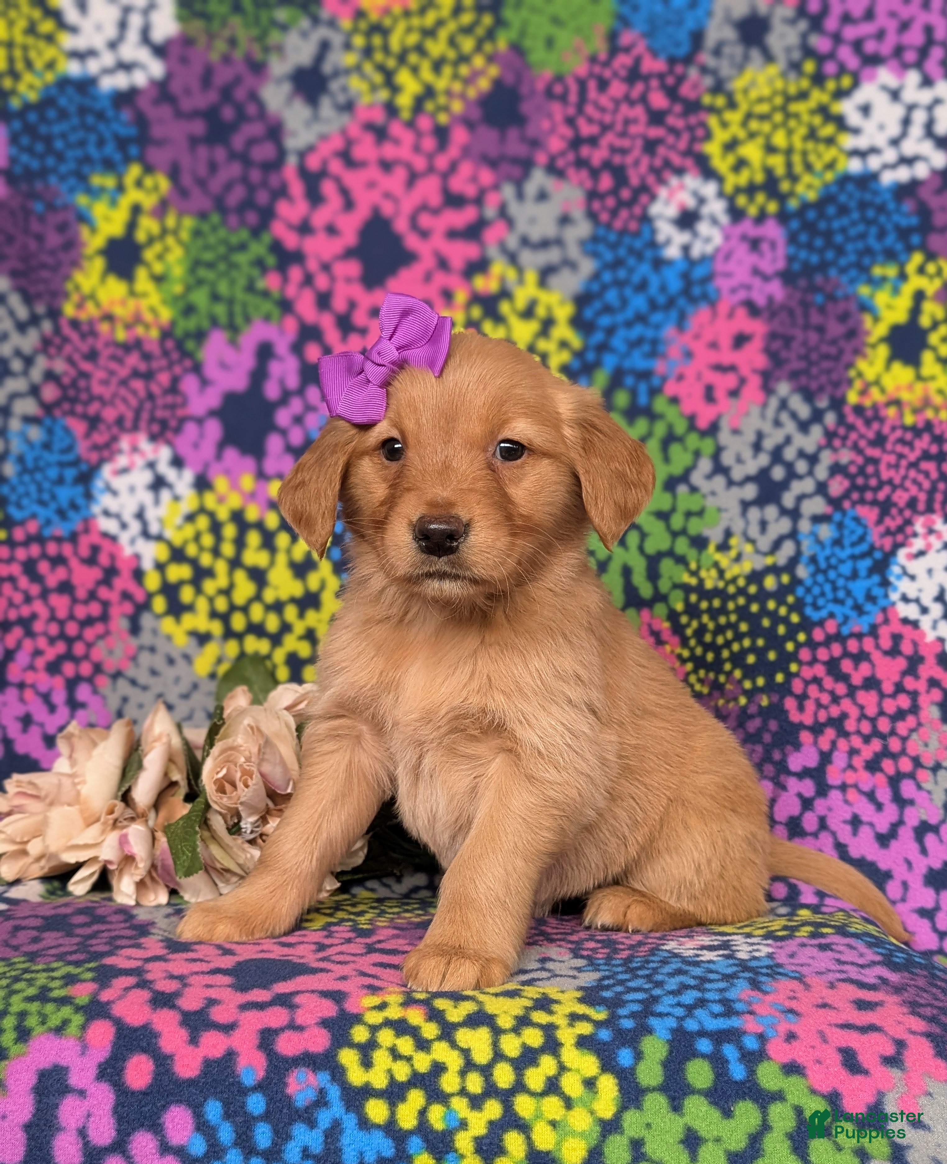 Golden Retriever dogs Jeanette - Ad 1