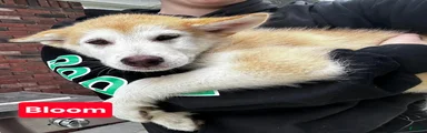 Alaskan Malamute 3
