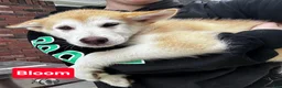 Alaskan Malamute dogs for sale: Alaskan Malamute 3 - Ad 1