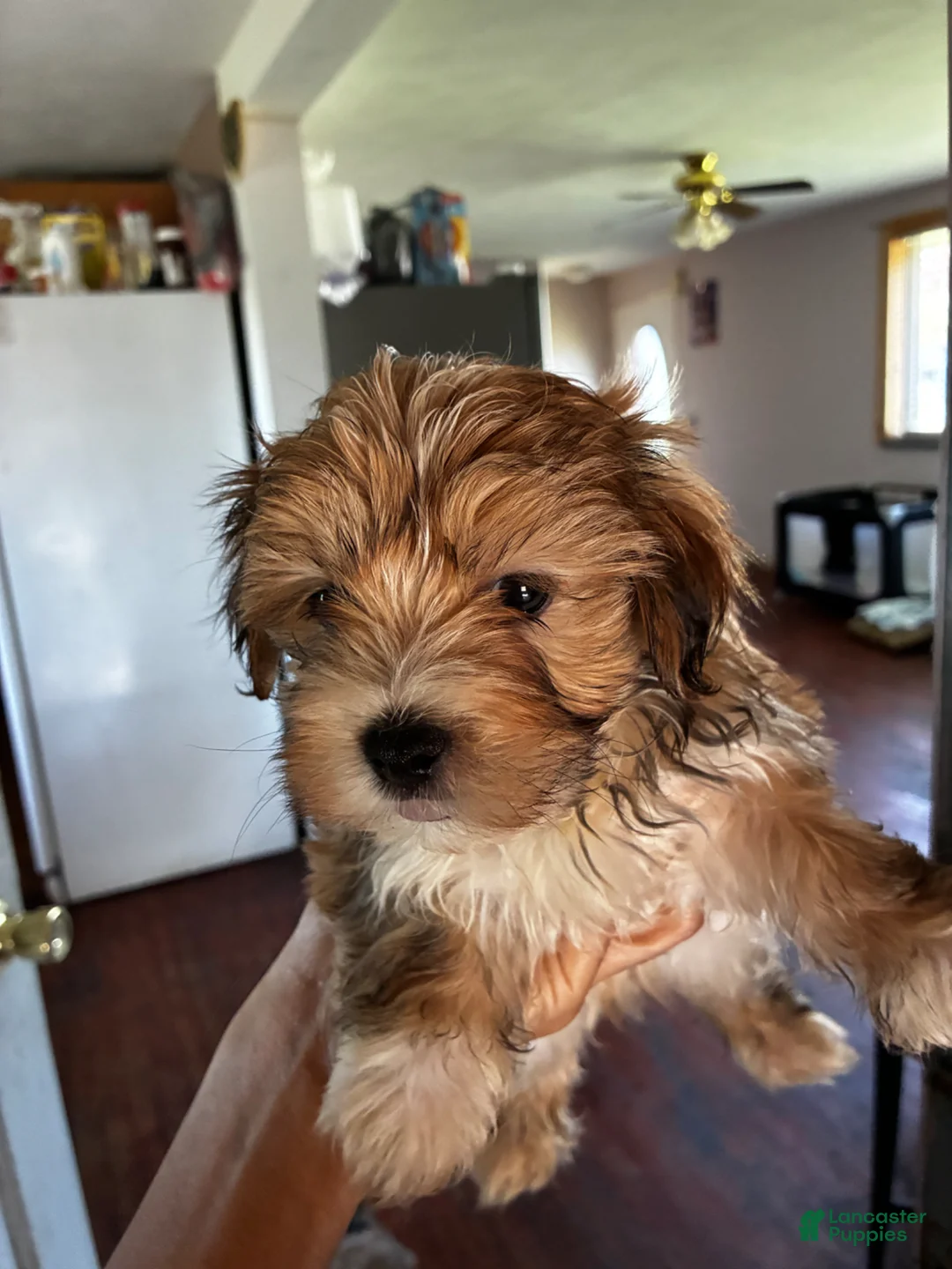 Bichon Frise dogs for sale: Bichon Frise Puppy 1 - Ad 1