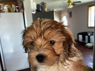 Bichon Frise dogs Bichon Frise Puppy 1 - Ad 31