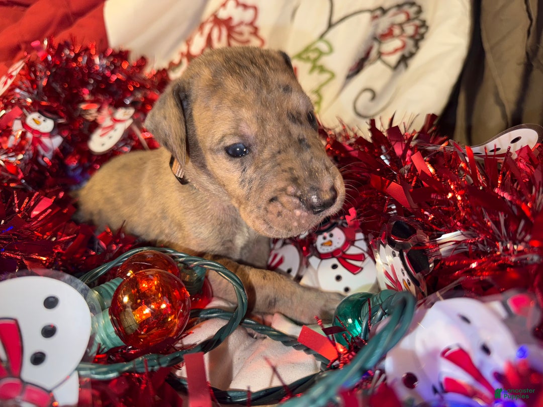 Great Dane dogs for sale: Latte - Ad 2