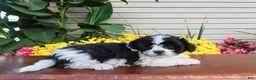 Teddy Bear dogs for sale: Oreo - Ad 3