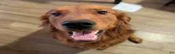 Golden Retriever dogs for sale: Orange  - Ad 10