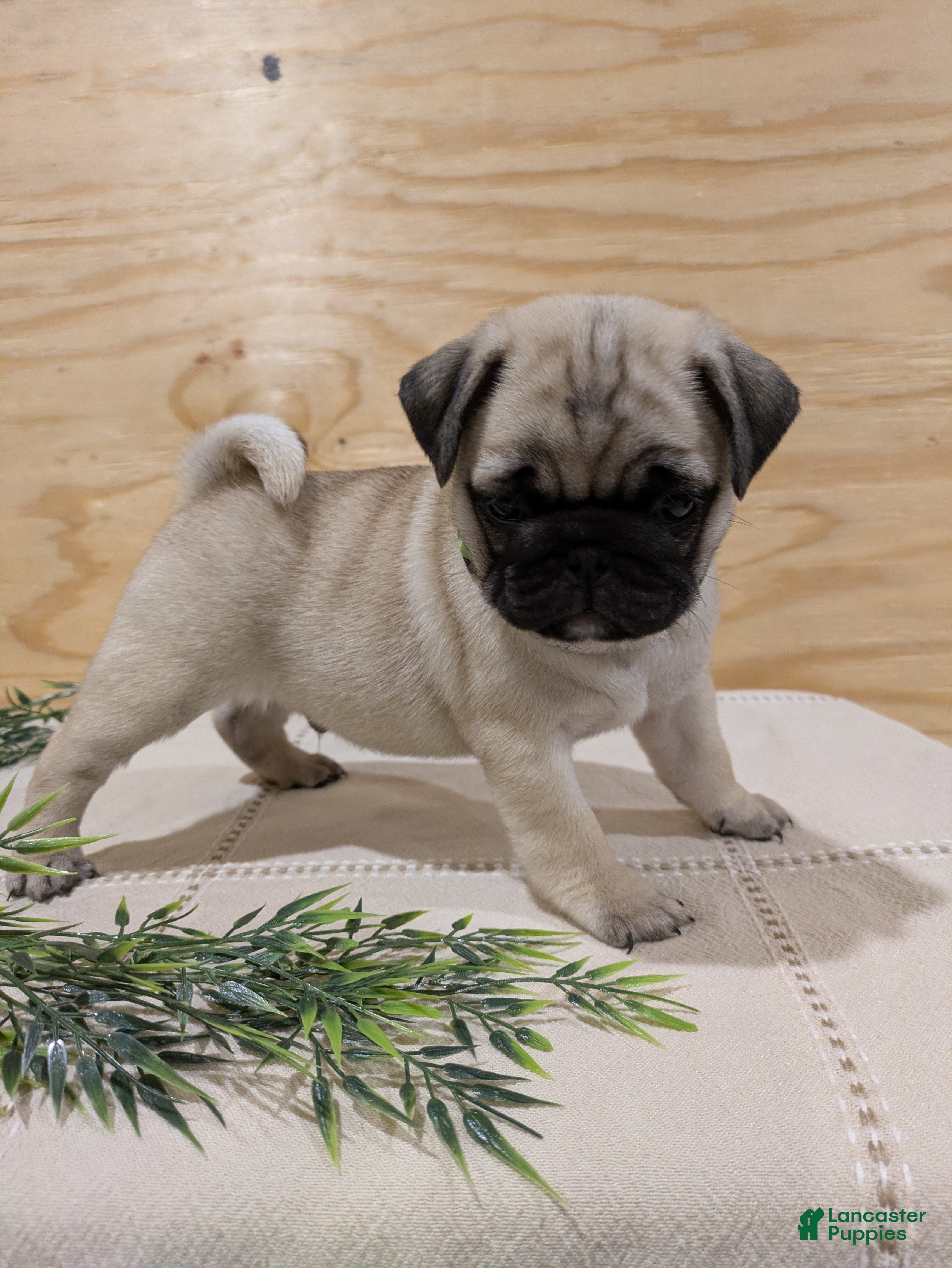 Pug dogs Luca - Ad 2