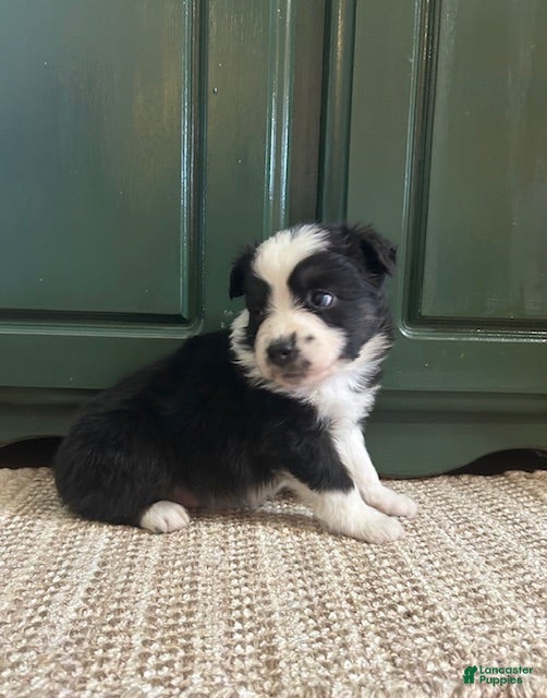 Miniature Australian Shepherd Puppy 1