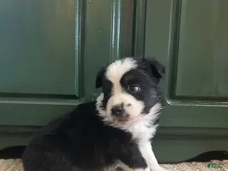 Miniature Australian Shepherd dogs Miniature Australian Shepherd Puppy 1 - Ad 8