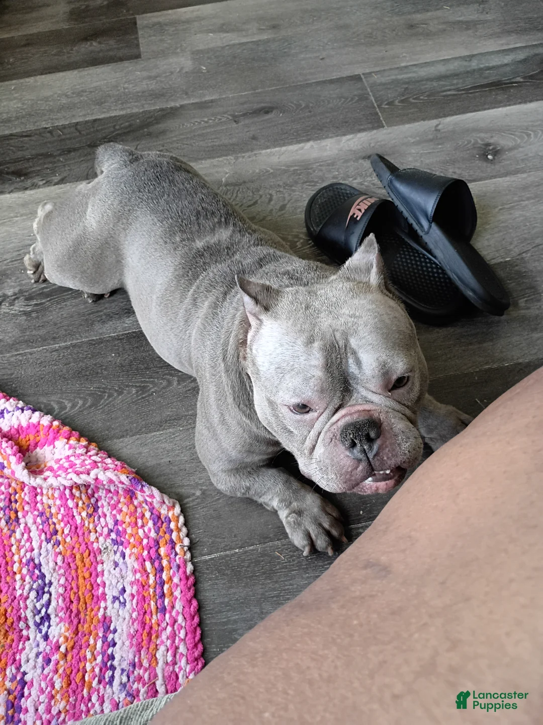 American Bully dogs for sale: American Bully 1 - Ad 1