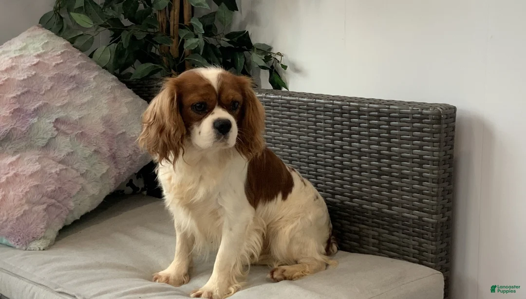 Cavalier King Charles Spaniel dogs for sale: KING - Ad 1