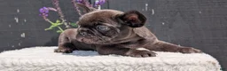 French Bulldog dogs for sale: Zeus - Ad 7