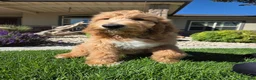 Goldendoodle dogs for sale: Jet - Ad 17