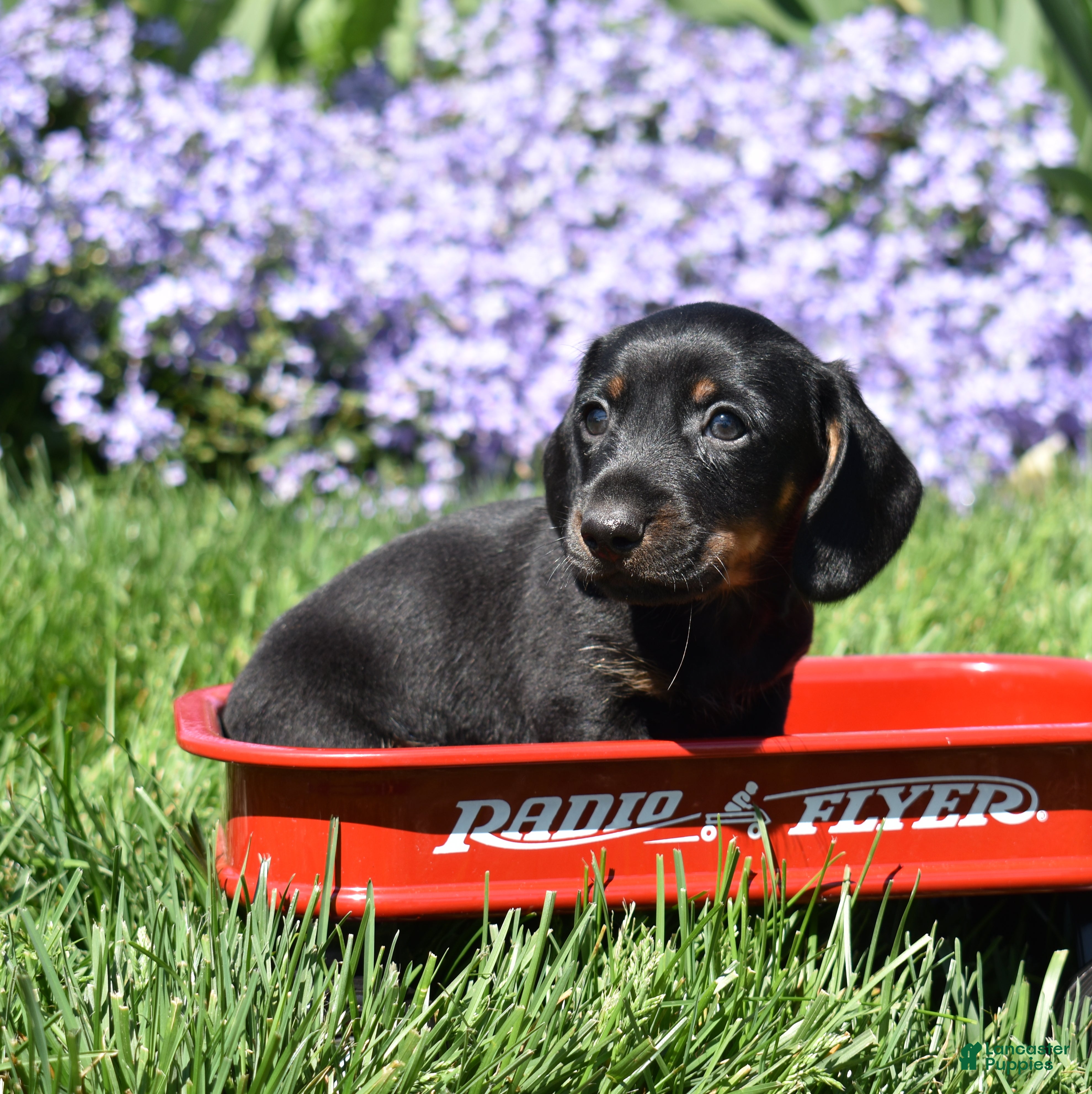 Miniature Dachshund dogs Checkers - Ad 2