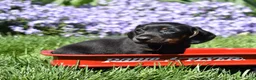 Miniature Dachshund dogs for sale: Checkers - Ad 2