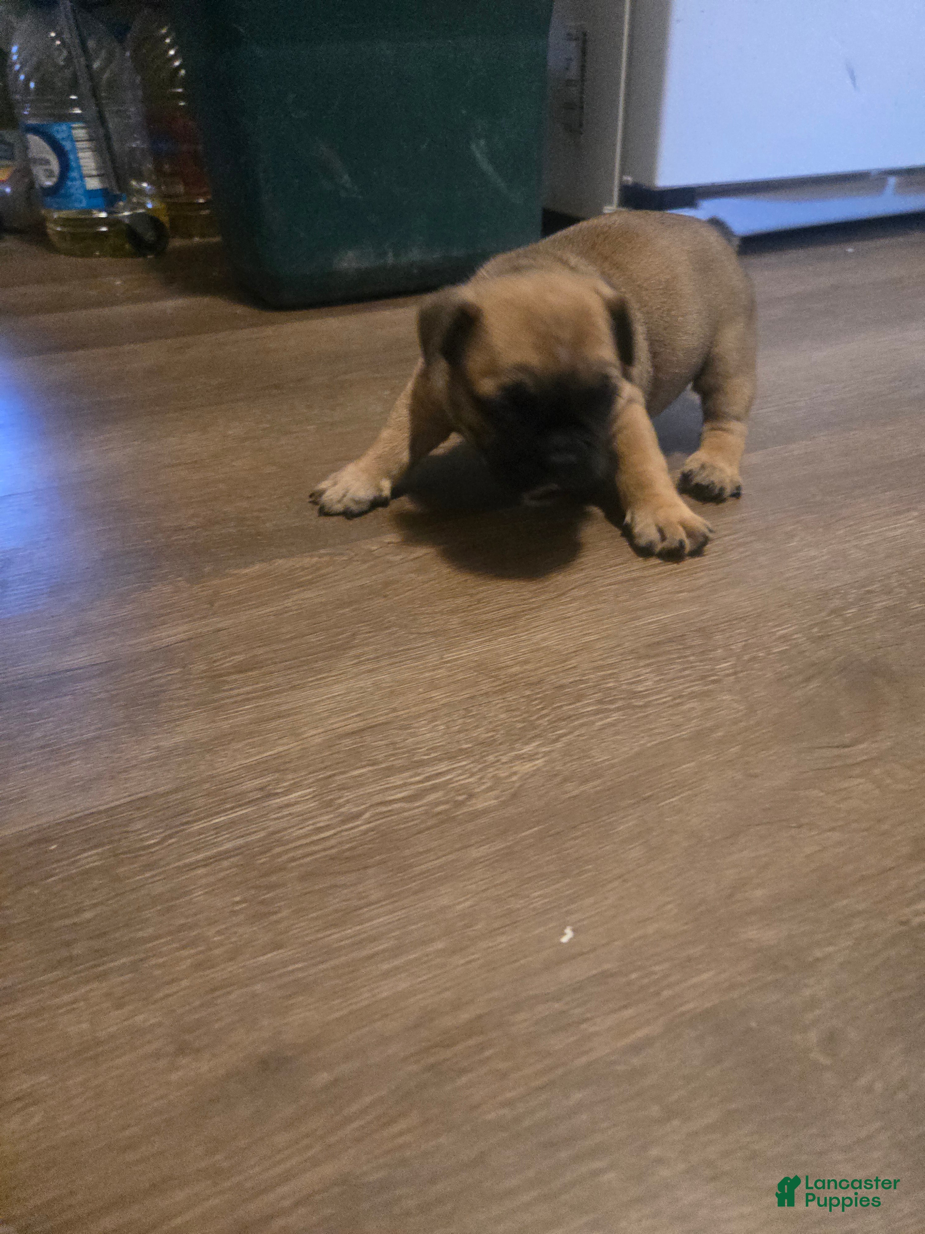 English Bulldog dogs for sale: English Bulldog 2 - Ad 2