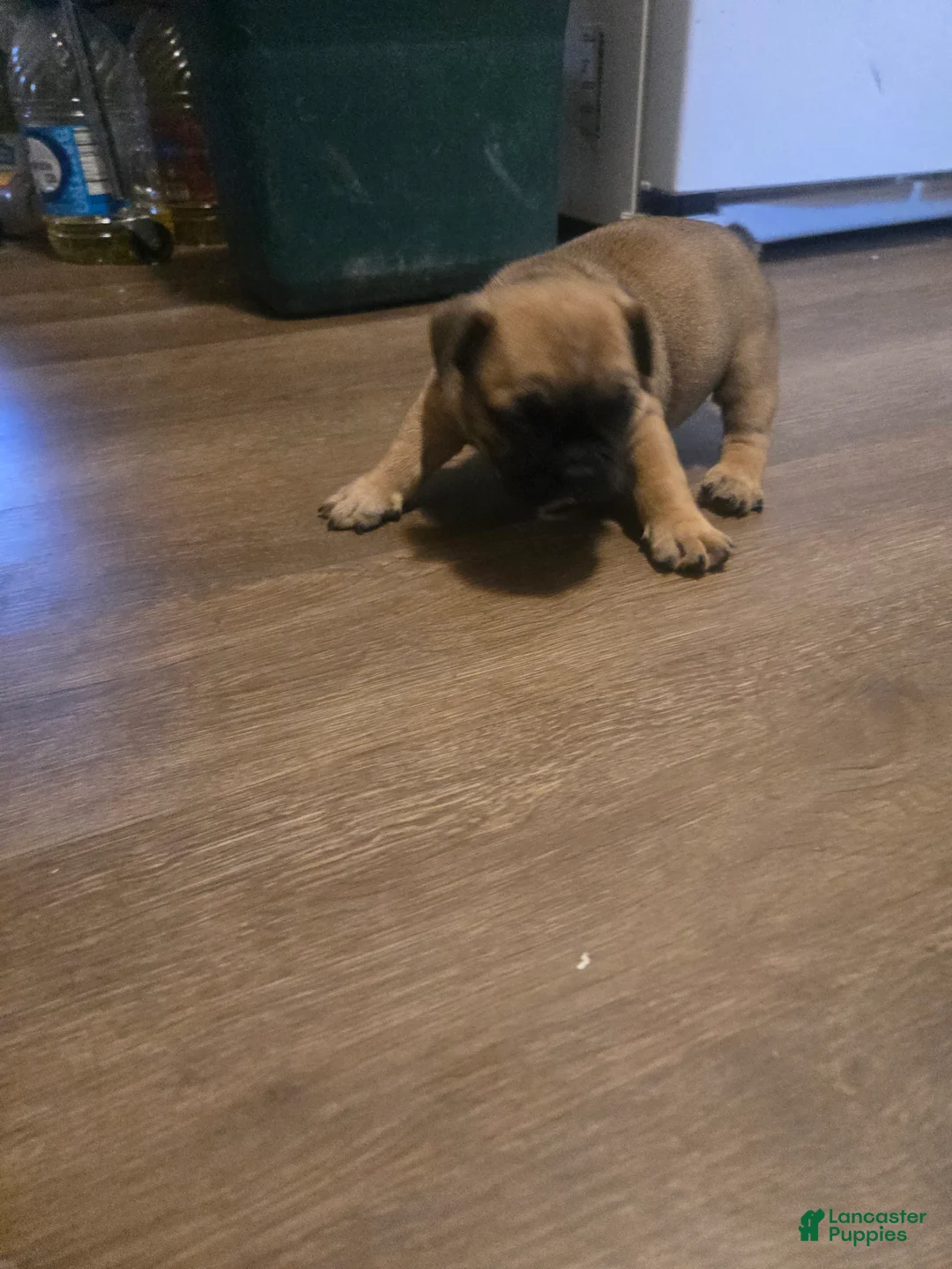 English Bulldog dogs for sale: English Bulldog 2 - Ad 1