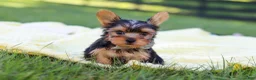 Yorkshire Terrier dogs for sale: Mason - Ad 6