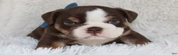 English Bulldog dogs for sale: AKC Olive  - Ad 2
