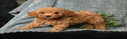 Toy Poodle dogs for sale: Christopher - Ad 4