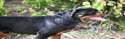 Rottweiler dogs for sale: Rottweiler 3 - Ad 2