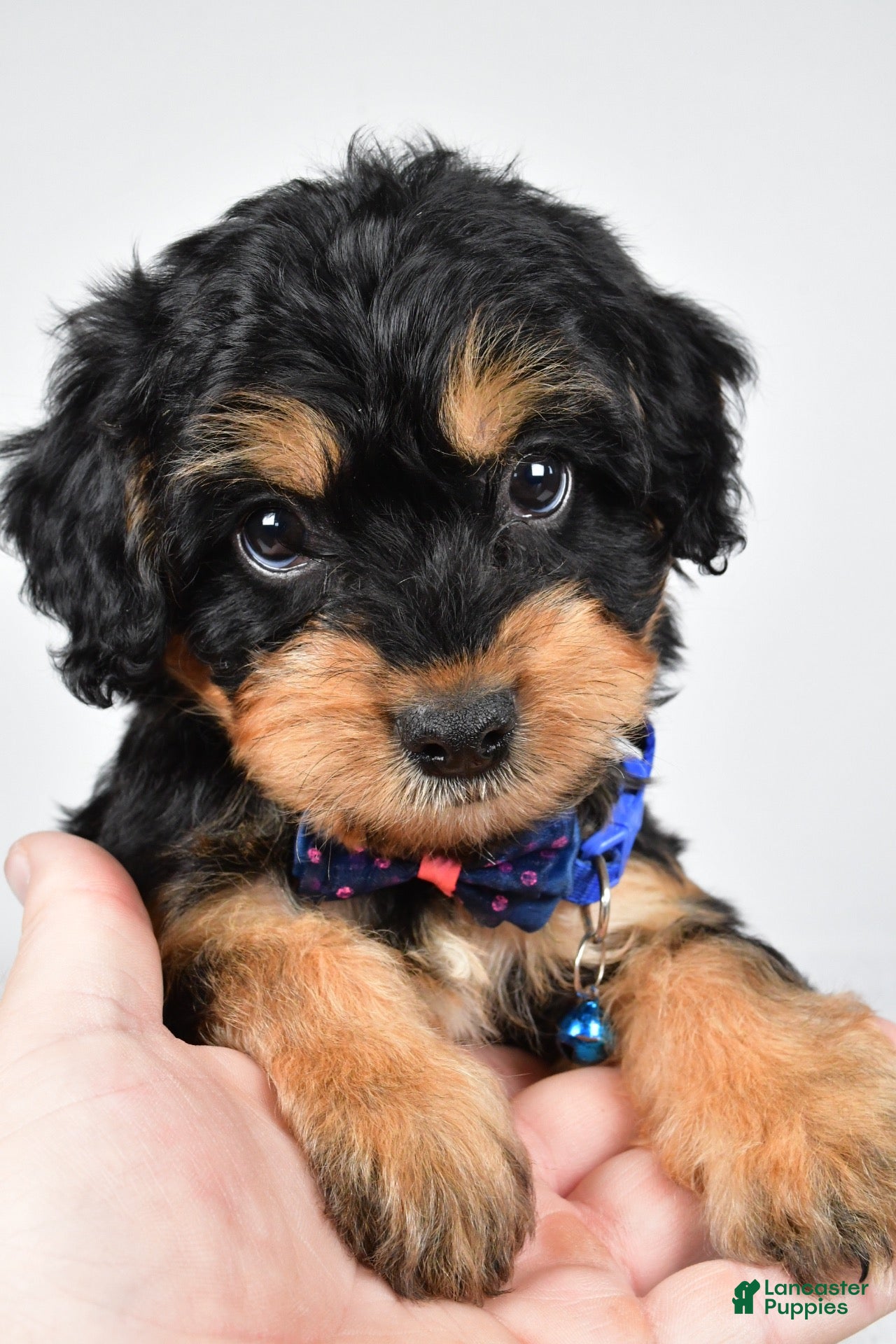 Mixed Breed dogs Tate - Ad 2
