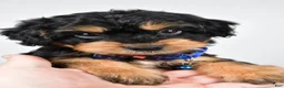 Mixed Breed dogs for sale: Tate - Ad 2
