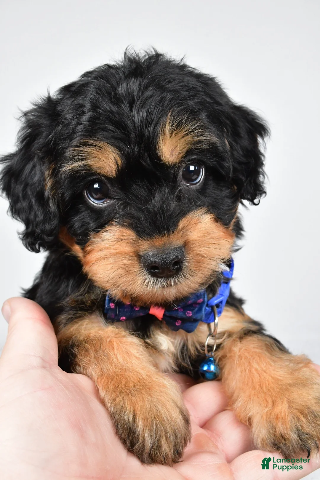 Mixed Breed dogs for sale: Tate - Ad 2