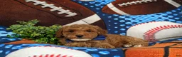 Miniature Poodle dogs for sale: Scoobie - Ad 5