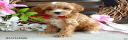 Cavapoo dogs for sale: Max - Ad 6