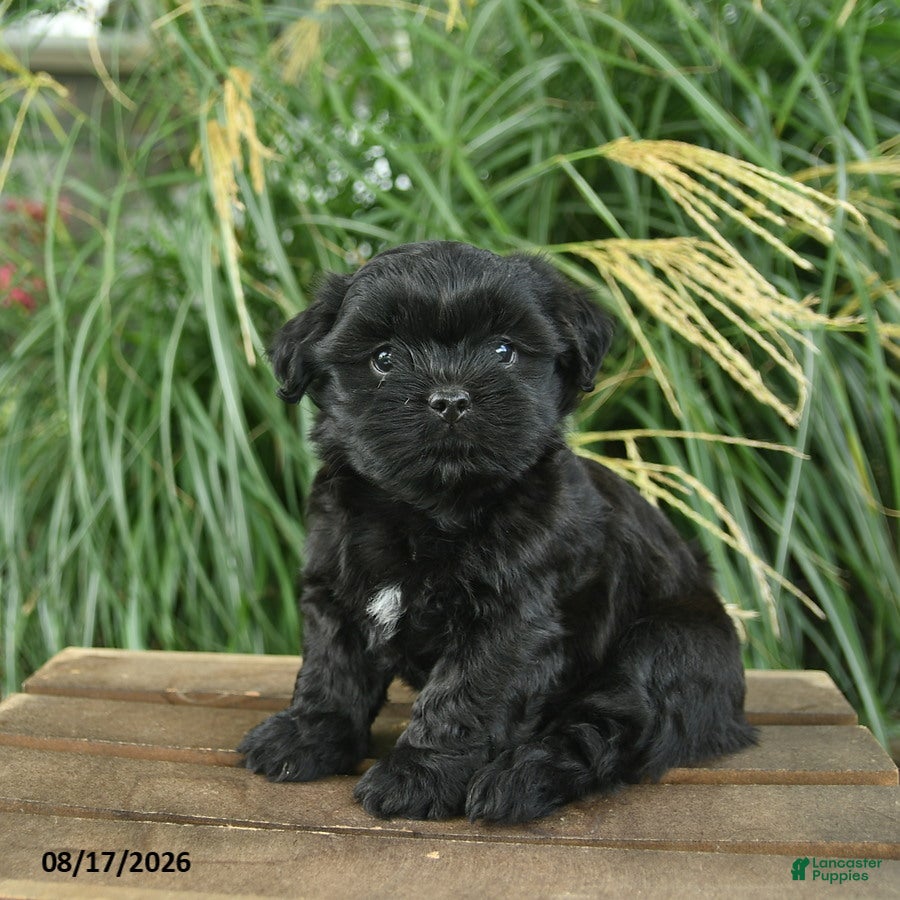 Mixed Breed dogs Mitch - Ad 2