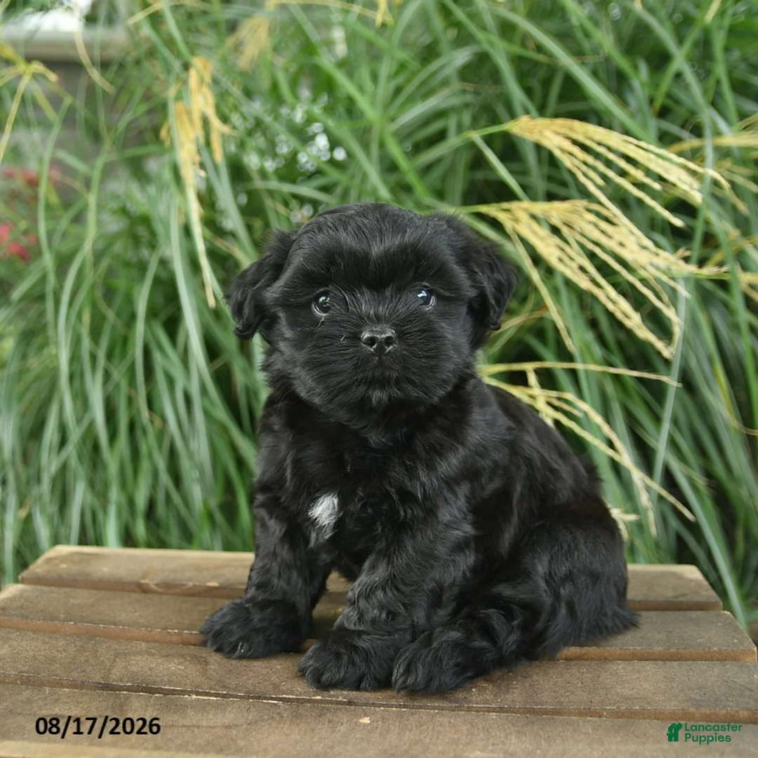 Mixed Breed dogs for sale: Mitch - Ad 2